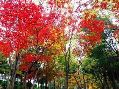 ささぶねの道（御影橋）葛ケ谷公園
