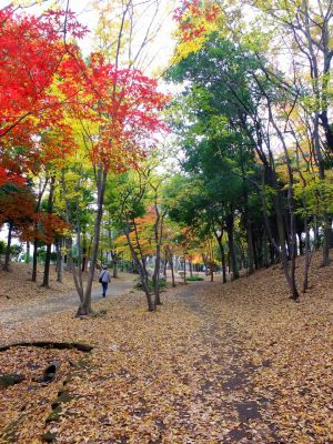 ささぶねの道（御影橋）葛ケ谷公園
