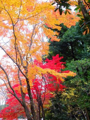 ささぶねの道（御影橋）

