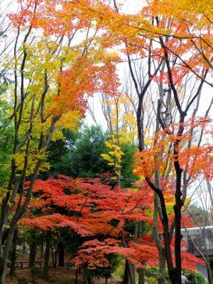 ささぶねの道（御影橋）
