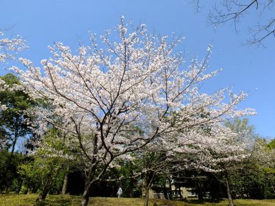鴨池公園
