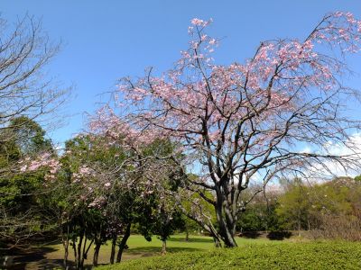 鴨池公園
