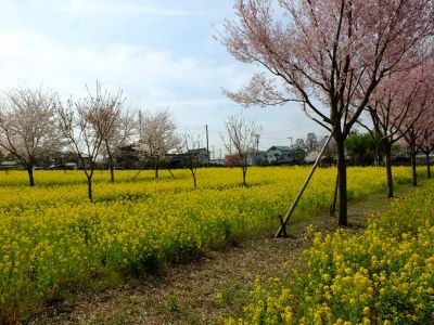 川和町駅前（小松乙女、越の彼岸）
