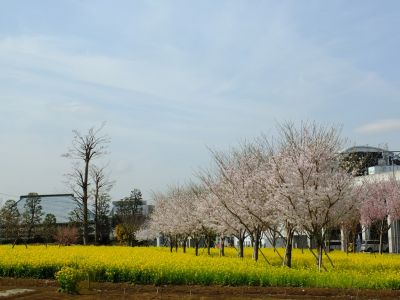 川和町駅前（小松乙女）
