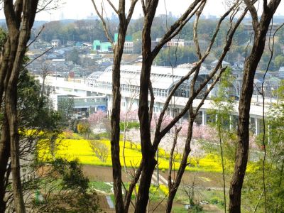 川和市民の森よりの眺望
