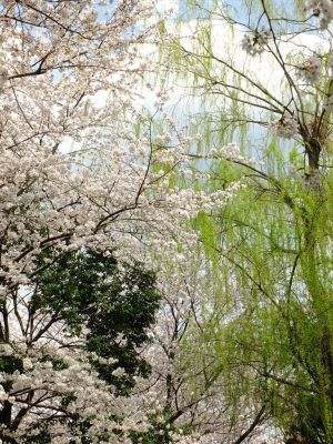 江川せせらぎ緑道
