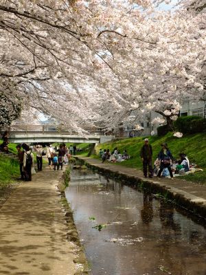江川せせらぎ緑道
