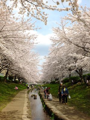江川せせらぎ緑道
