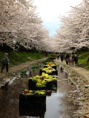 江川せせらぎ緑道
