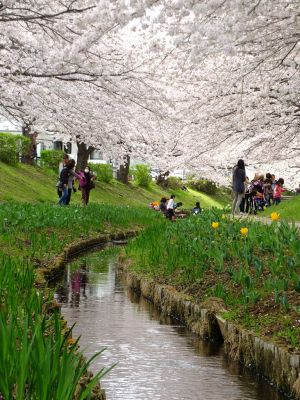 江川せせらぎ緑道
