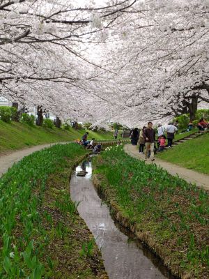 江川せせらぎ緑道
