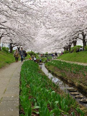 江川せせらぎ緑道
