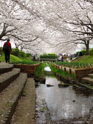 江川せせらぎ緑道
