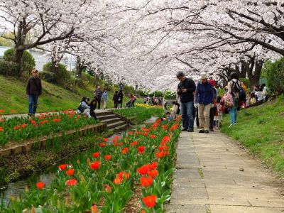 江川せせらぎ緑道
