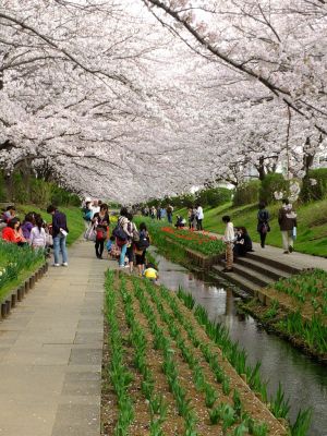 江川せせらぎ緑道
