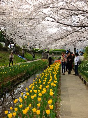 江川せせらぎ緑道
