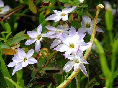 江川せせらぎ緑道
