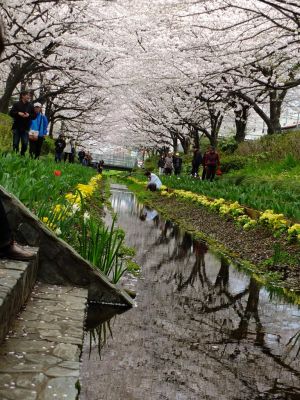 江川せせらぎ緑道
