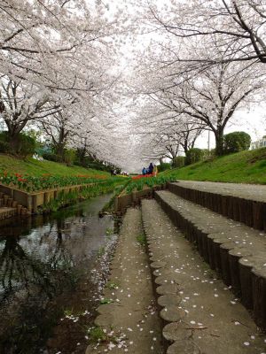 江川せせらぎ緑道
