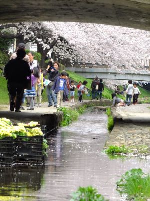 江川せせらぎ緑道
