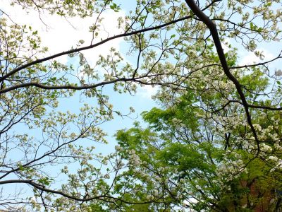 みずきヶ丘（花水木）
