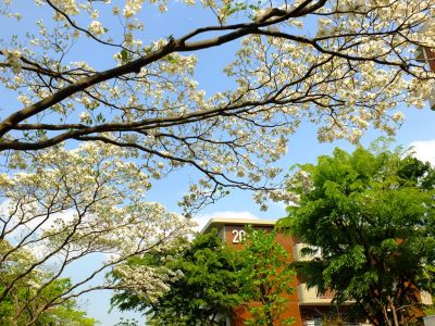 みずきヶ丘（花水木）
