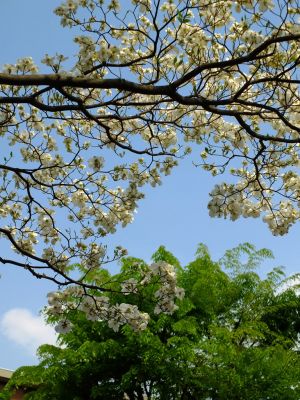 みずきヶ丘（花水木）
