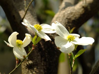 みずきヶ丘（花水木）
