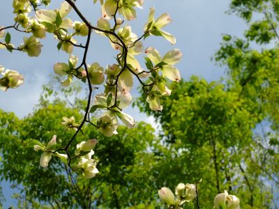 みずきヶ丘（花水木）
