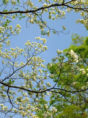みずきヶ丘（花水木）
