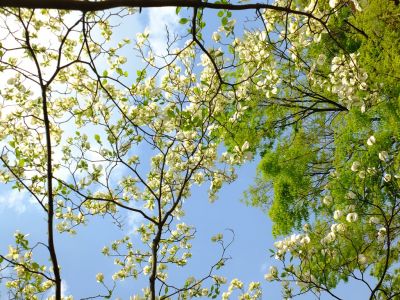 みずきヶ丘（花水木）
