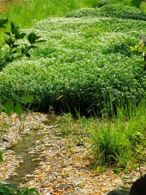 ささぶねの道（クレソンの花）

