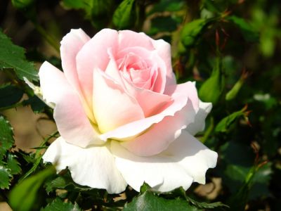 都筑中央公園（ローザ・つづきく）
