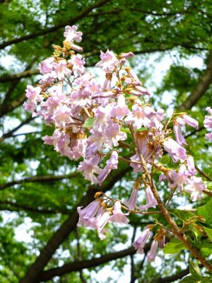大塚・歳勝土遺跡公園（民家園）桐の花
