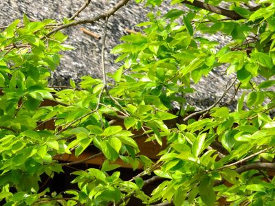大塚・歳勝土遺跡公園（柿の若葉）
