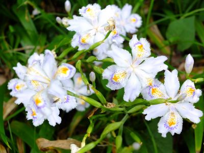 大塚・歳勝土遺跡公園（シャガ）
