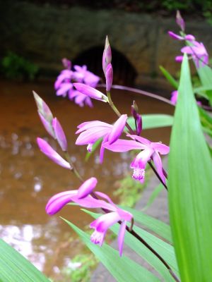 杉山神社（茅ヶ崎）シラン
