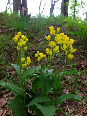 都筑中央公園（金蘭）
