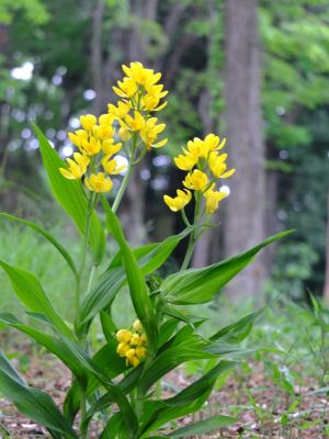 都筑中央公園（金蘭）
