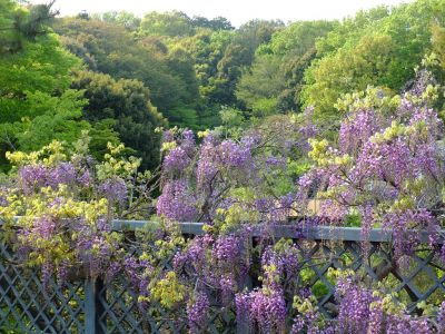 ささぶねの道（藤の花）
