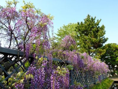 ささぶねの道（藤の花）
