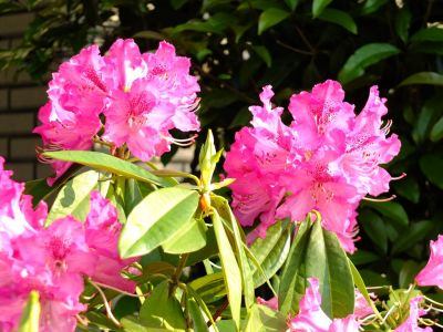 都筑区役所（石楠花）
