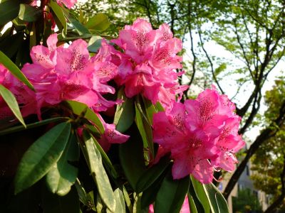 都筑区役所（石楠花）
