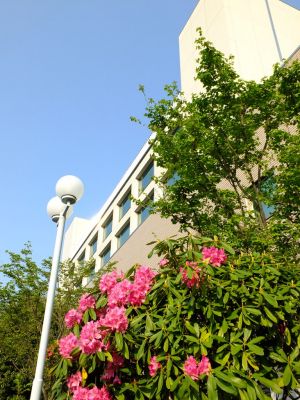 都筑区役所（石楠花）
