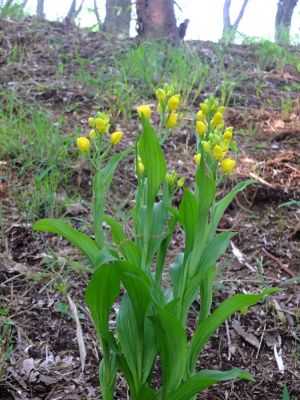 都筑中央公園（金蘭）

