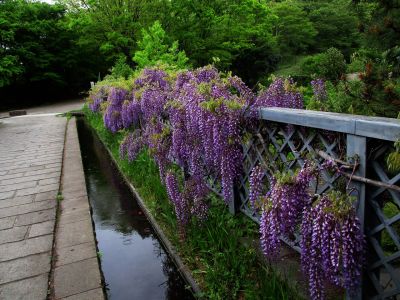 緑道ささぶねの道（藤の花）

