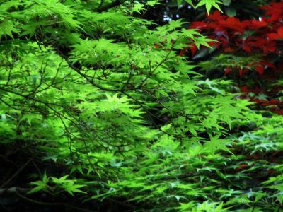 緑道ささぶねの道
