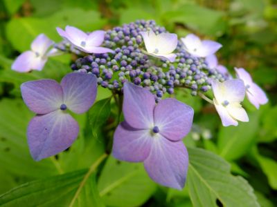 都筑中央公園（ばじょうじ谷戸）
