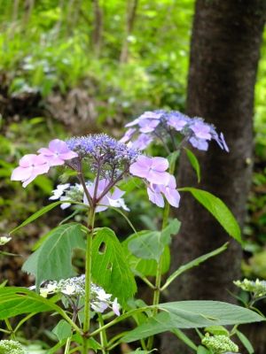 都筑中央公園（ばじょうじ谷戸）
