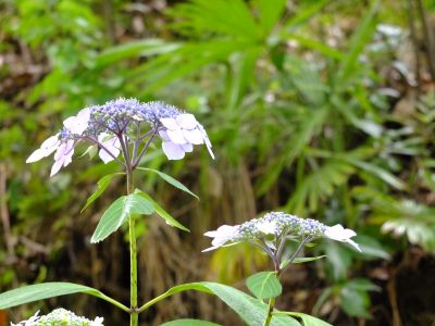 都筑中央公園（ばじょうじ谷戸）
